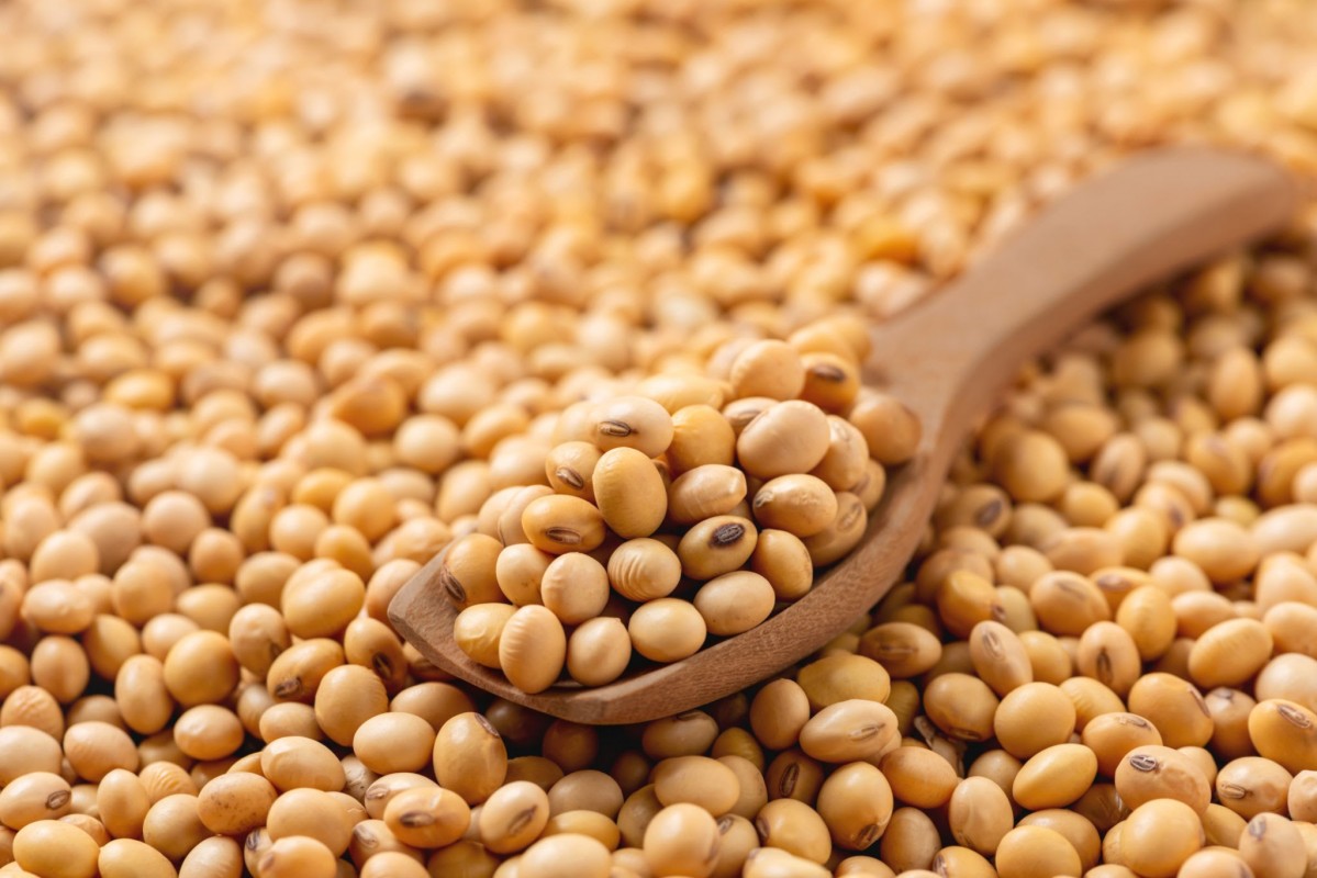 Soya Beans from South Africa